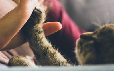 How to Create a Pet Trust