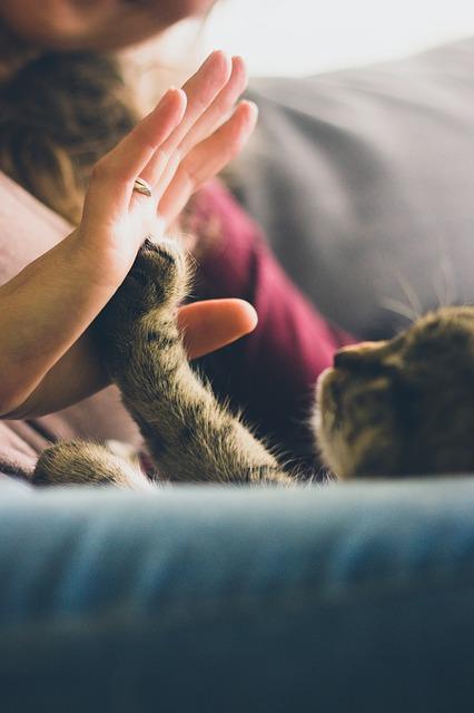 photo of a kitten playing with a woman's hand