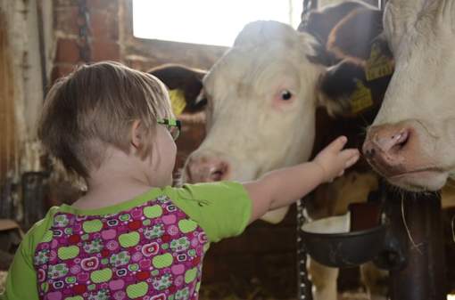 photo of little girl petting cows