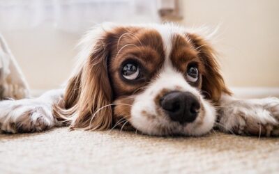 Pets and Estate Planning